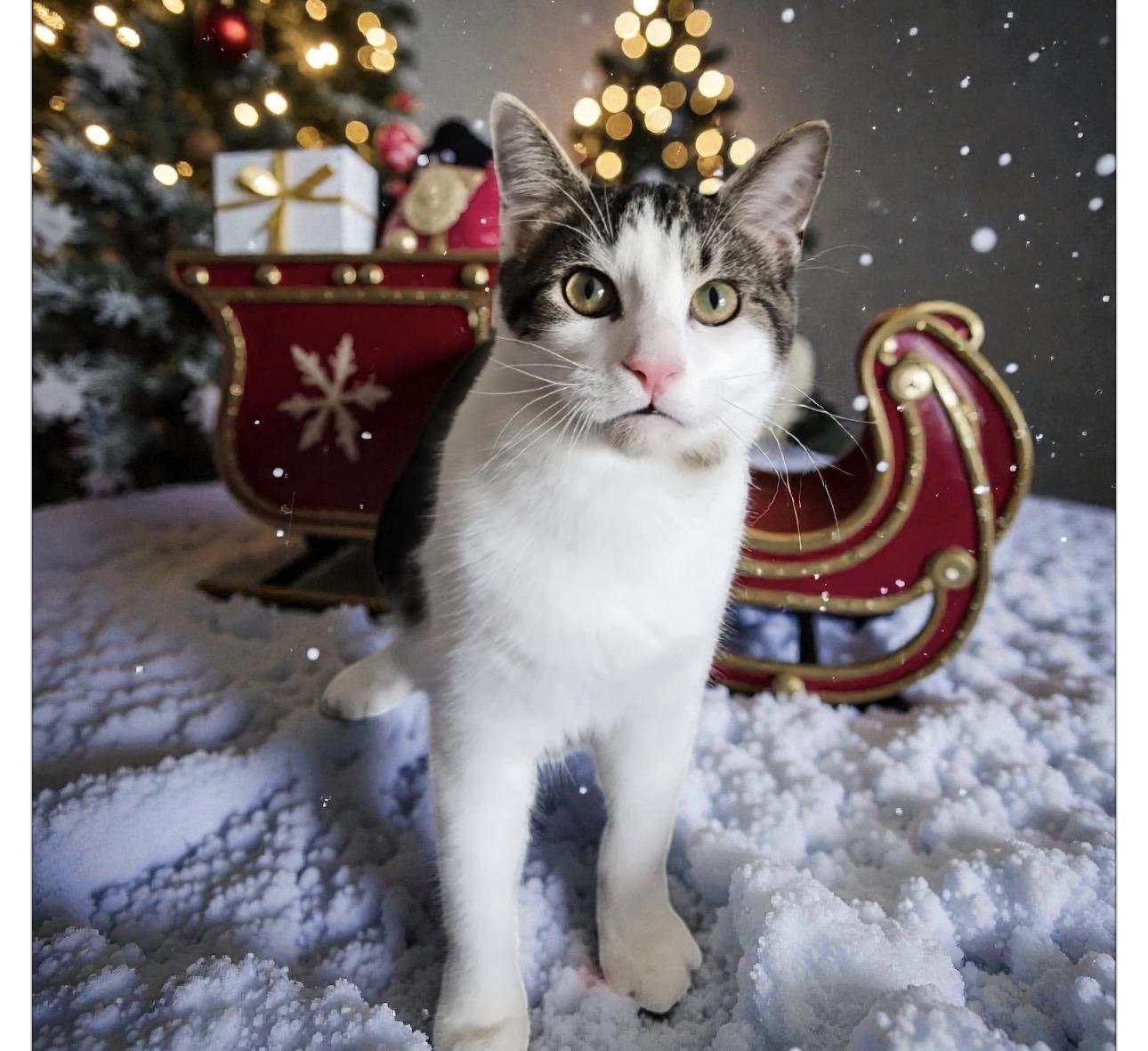 Enlarge Daniel’s , a Adoptable Domestic Short Hair in West Pittston, PA image 2/3