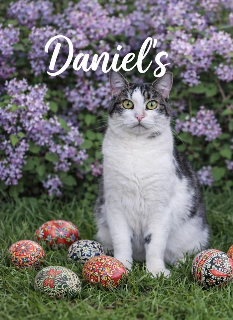 Enlarge Daniel’s , a Adoptable Domestic Short Hair in West Pittston, PA image 4/4