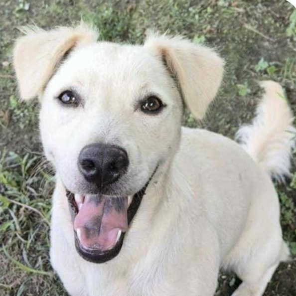 Lily, Adoptable, Young Female Mountain Dog & Retriever.