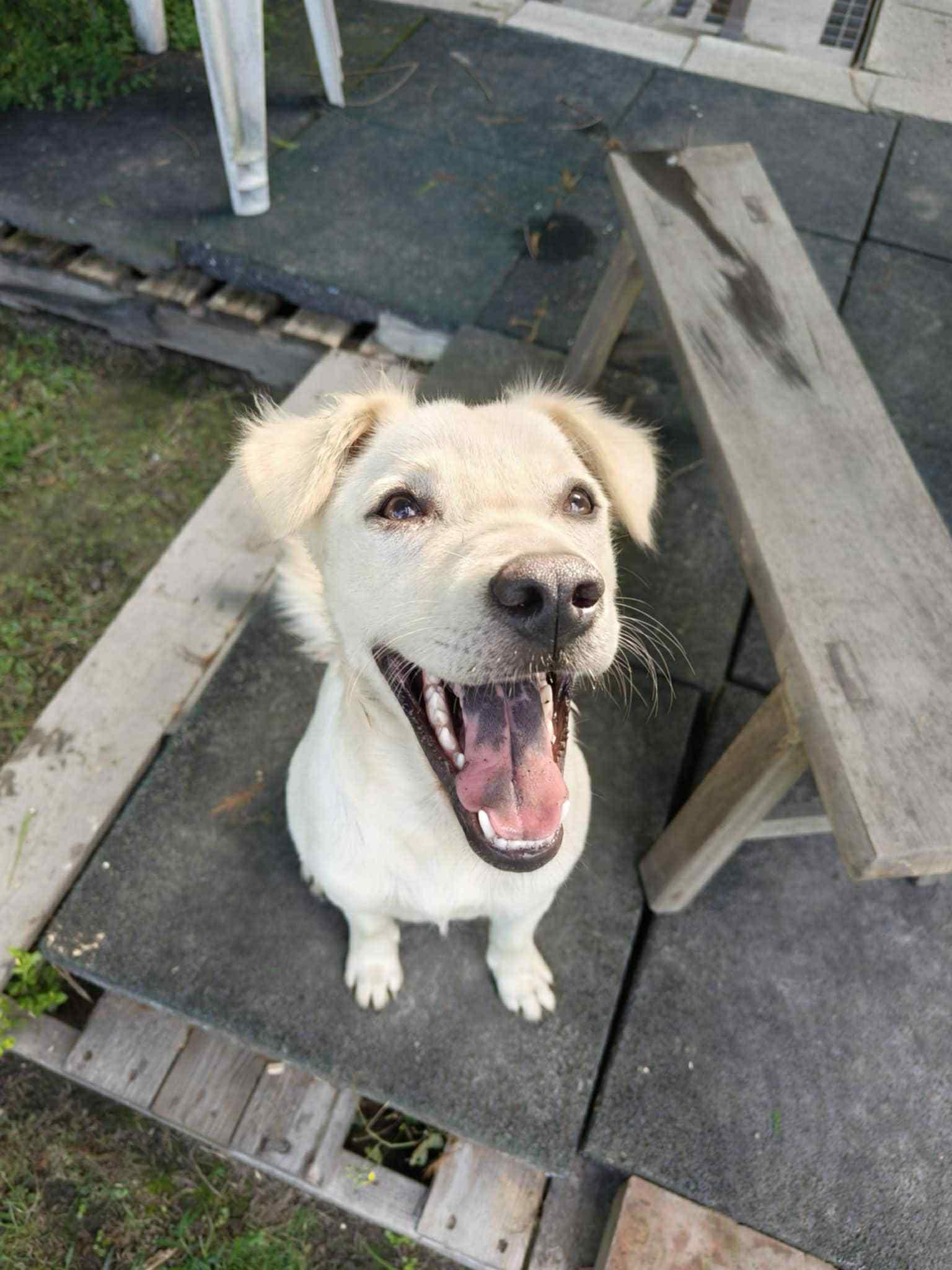 Lily, a Adoptable mixed breed image 2/6