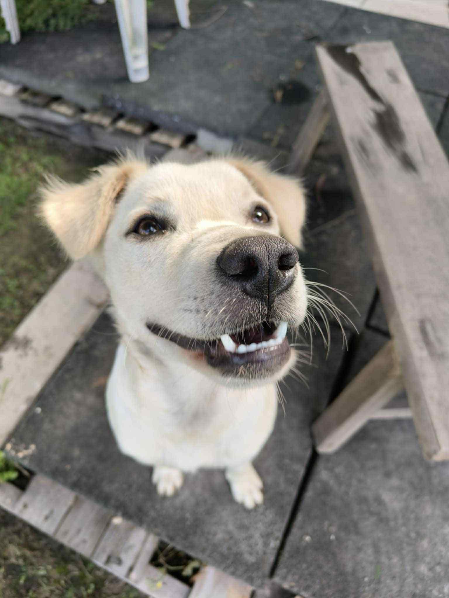 Lily, a Adoptable mixed breed image 3/6