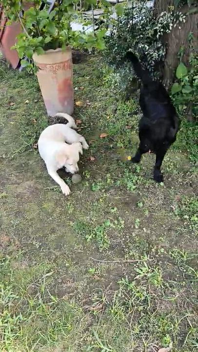 Enlarge Lily, a Adoptable mixed breed video 5/6