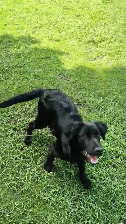 Enlarge Lily, a Adoptable mixed breed video 6/6