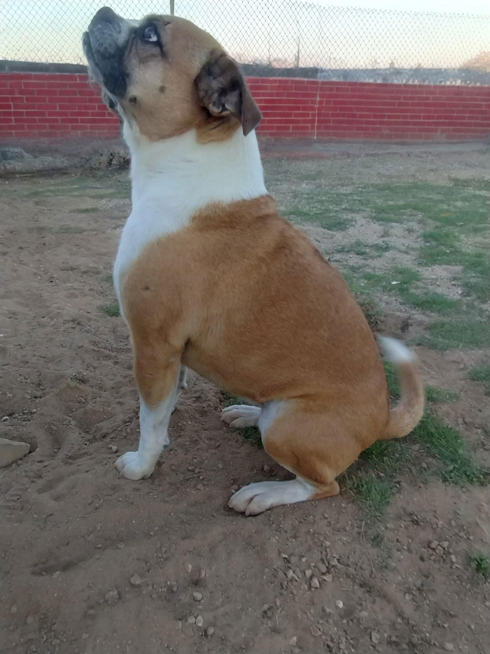 Gidget, a Adoptable mixed breed in Apple Valley, CA image 1/3