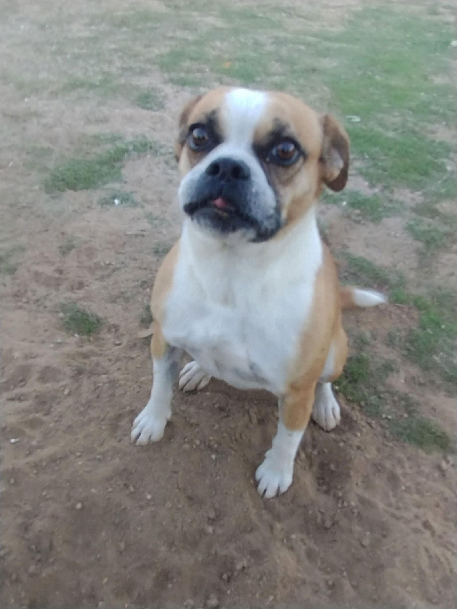 Gidget, a Adoptable mixed breed in Apple Valley, CA image 2/3