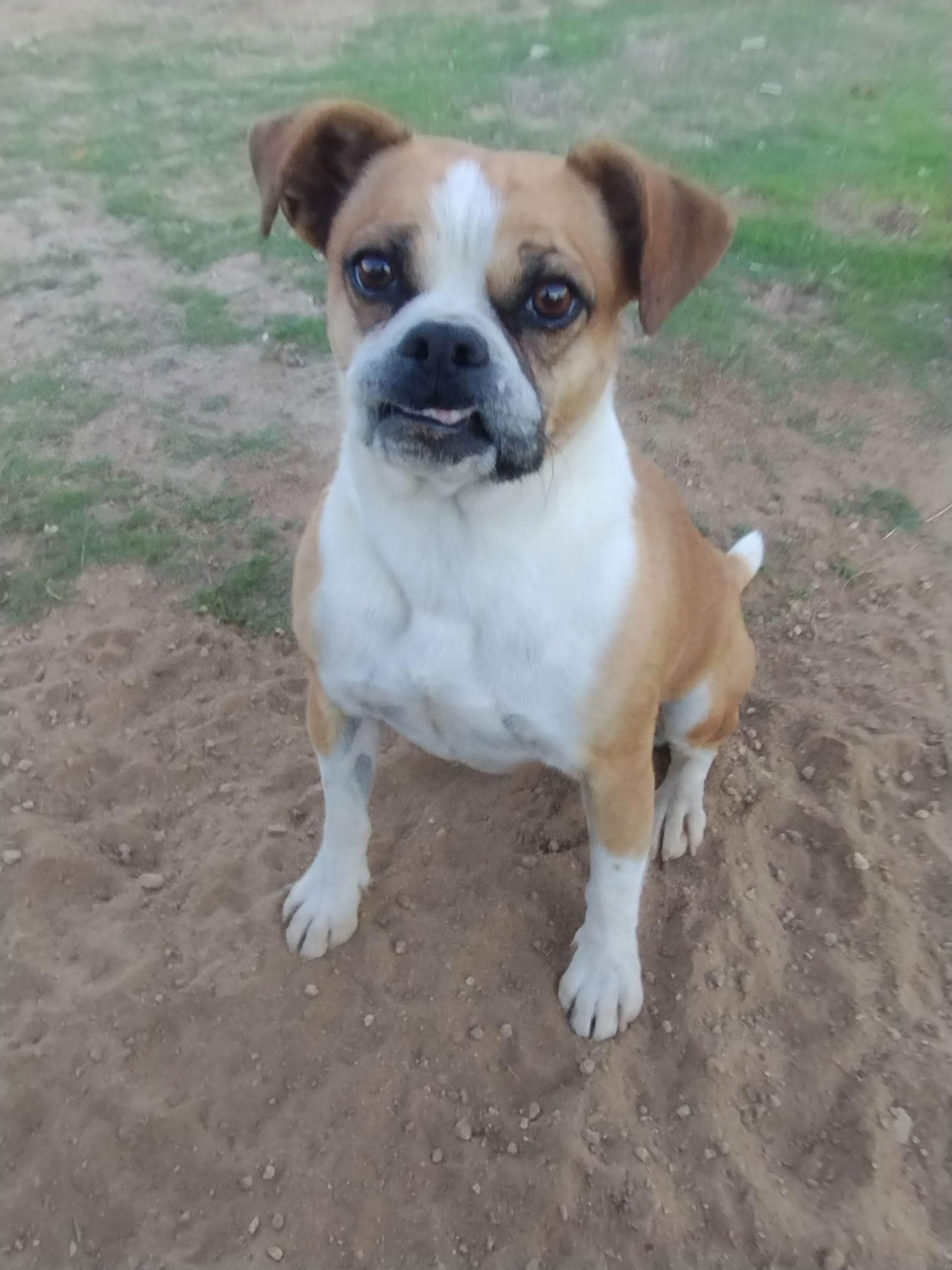 Gidget, a Adoptable mixed breed in Apple Valley, CA image 3/3