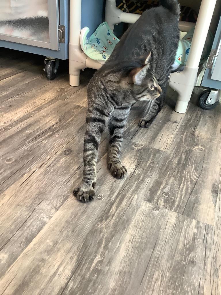 Zoom, Adopted, Young Male Domestic Short Hair.