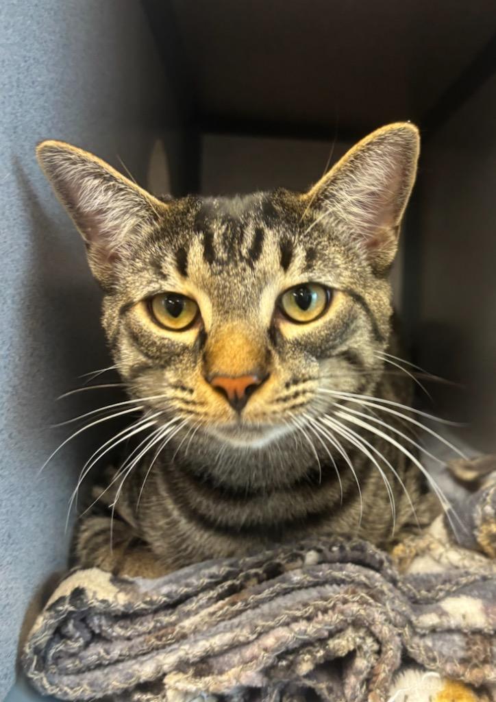 Zoom, a Adopted mixed breed in Liverpool, NY image 2/6