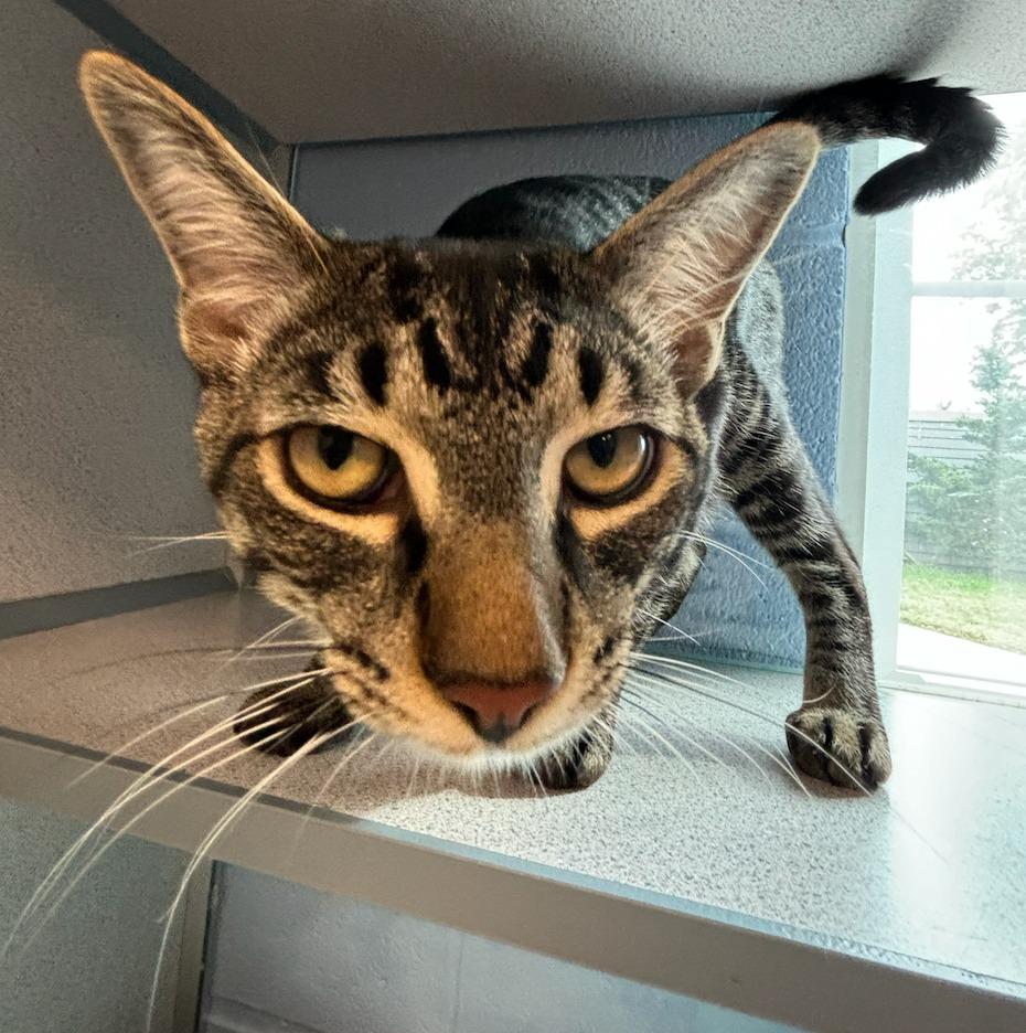 Zoom, a Adopted mixed breed in Liverpool, NY image 3/6