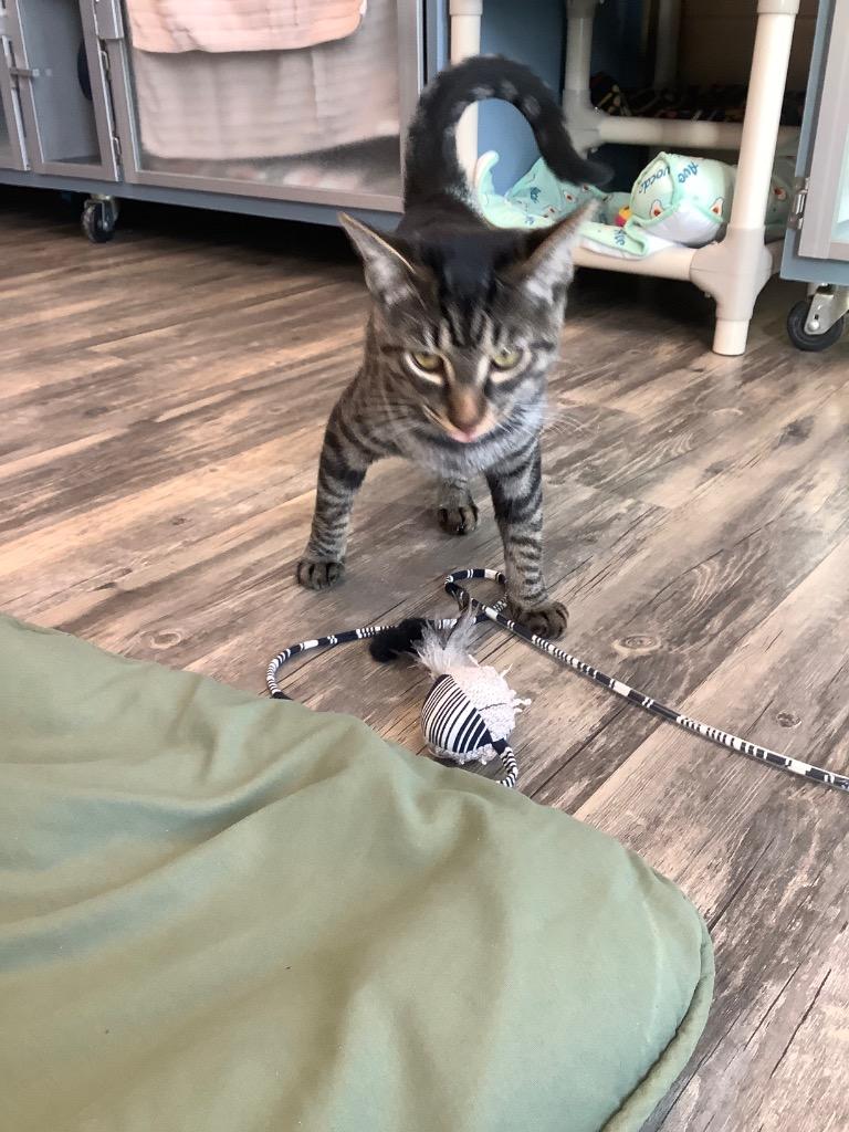 Zoom, a Adopted mixed breed in Liverpool, NY image 4/6