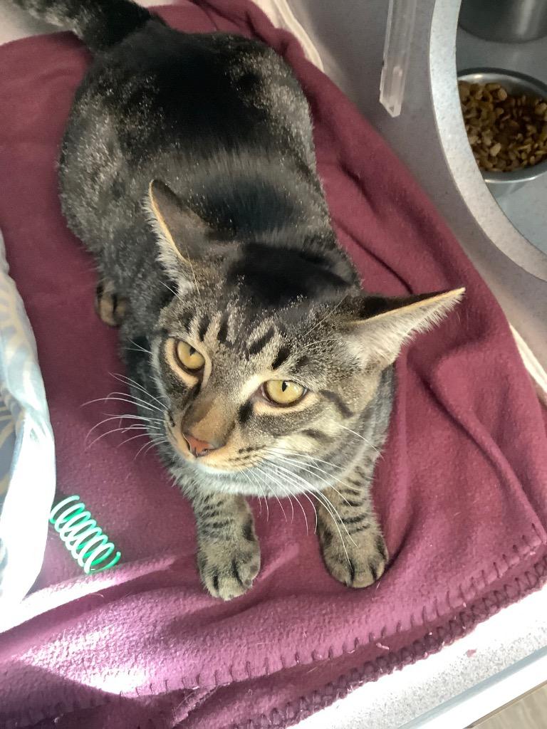 Zoom, a Adopted mixed breed in Liverpool, NY image 5/6