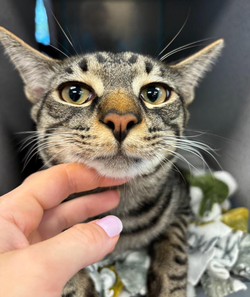 Zoom, a Adopted mixed breed in Liverpool, NY image 6/6