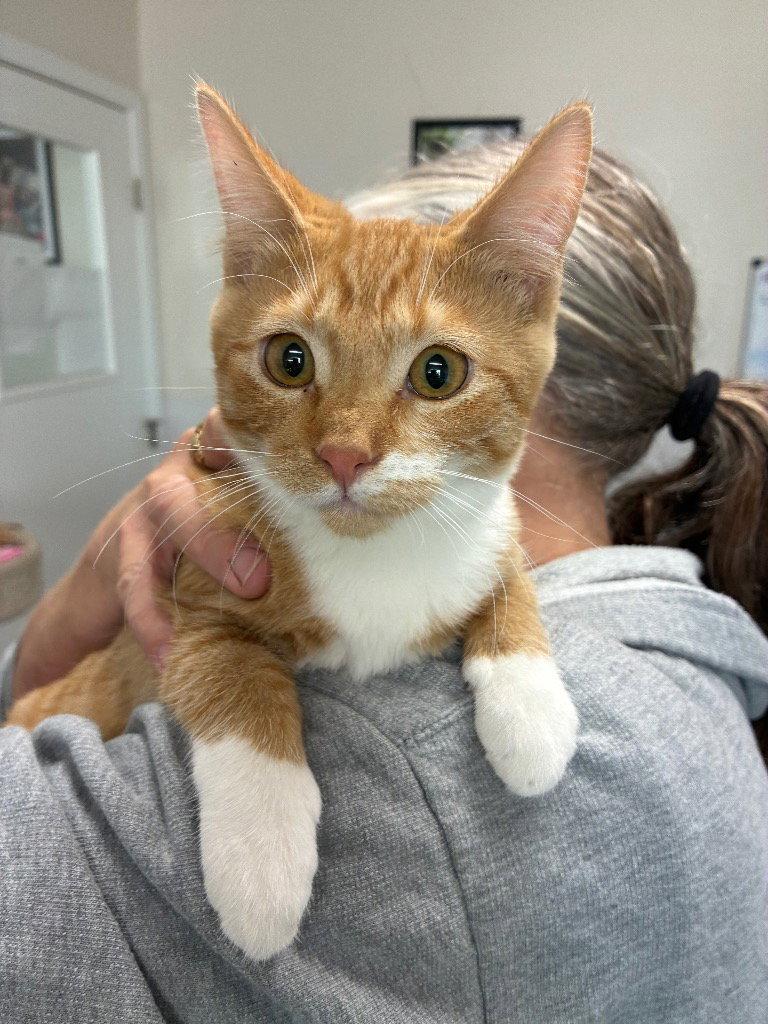 Enlarge Kitten - Poppy, a Adoptable Domestic Short Hair in Emmett, ID image 1/1