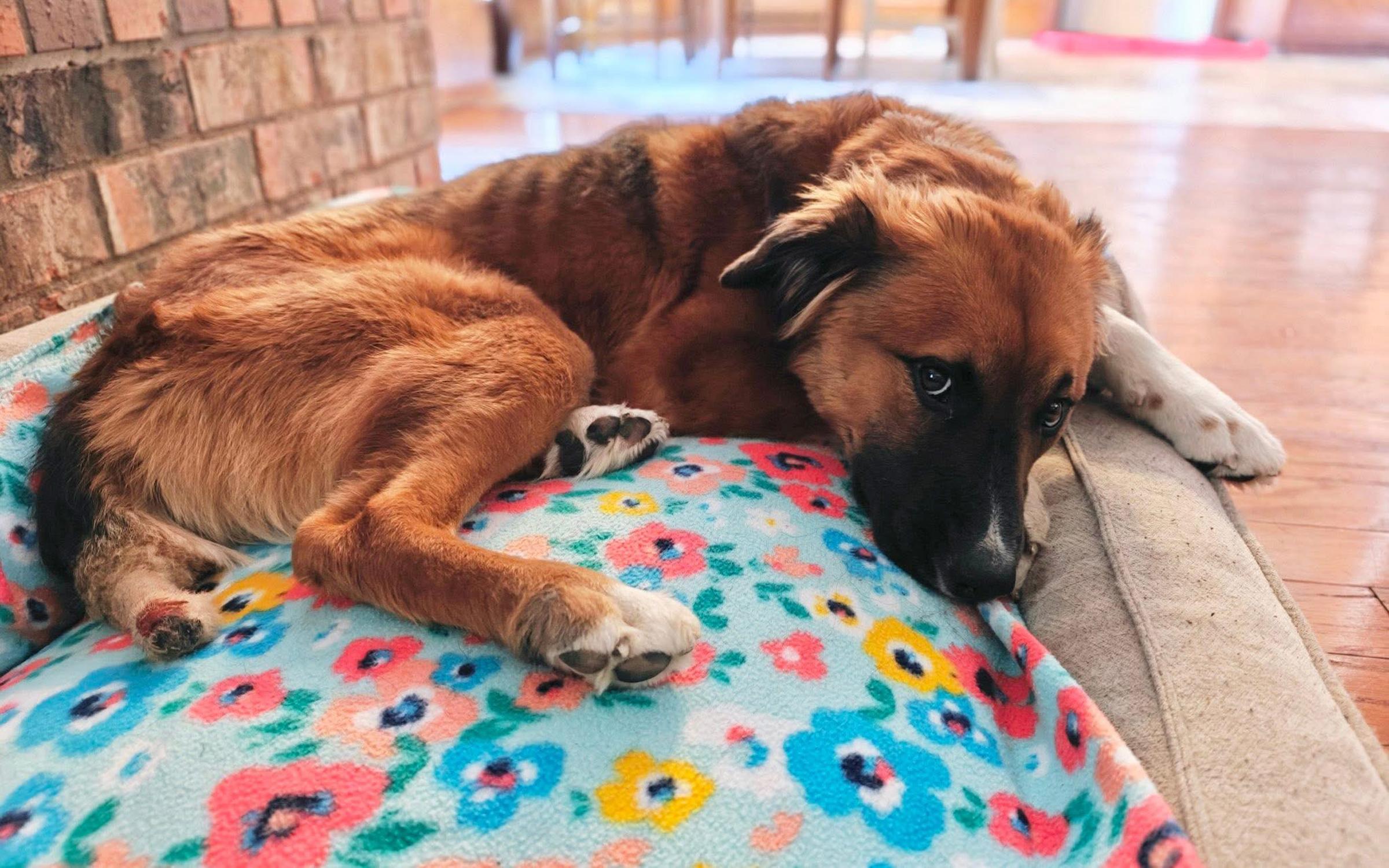 Enlarge Charlie, a ADOPTABLE mixed breed in Keller, TX image 1/3