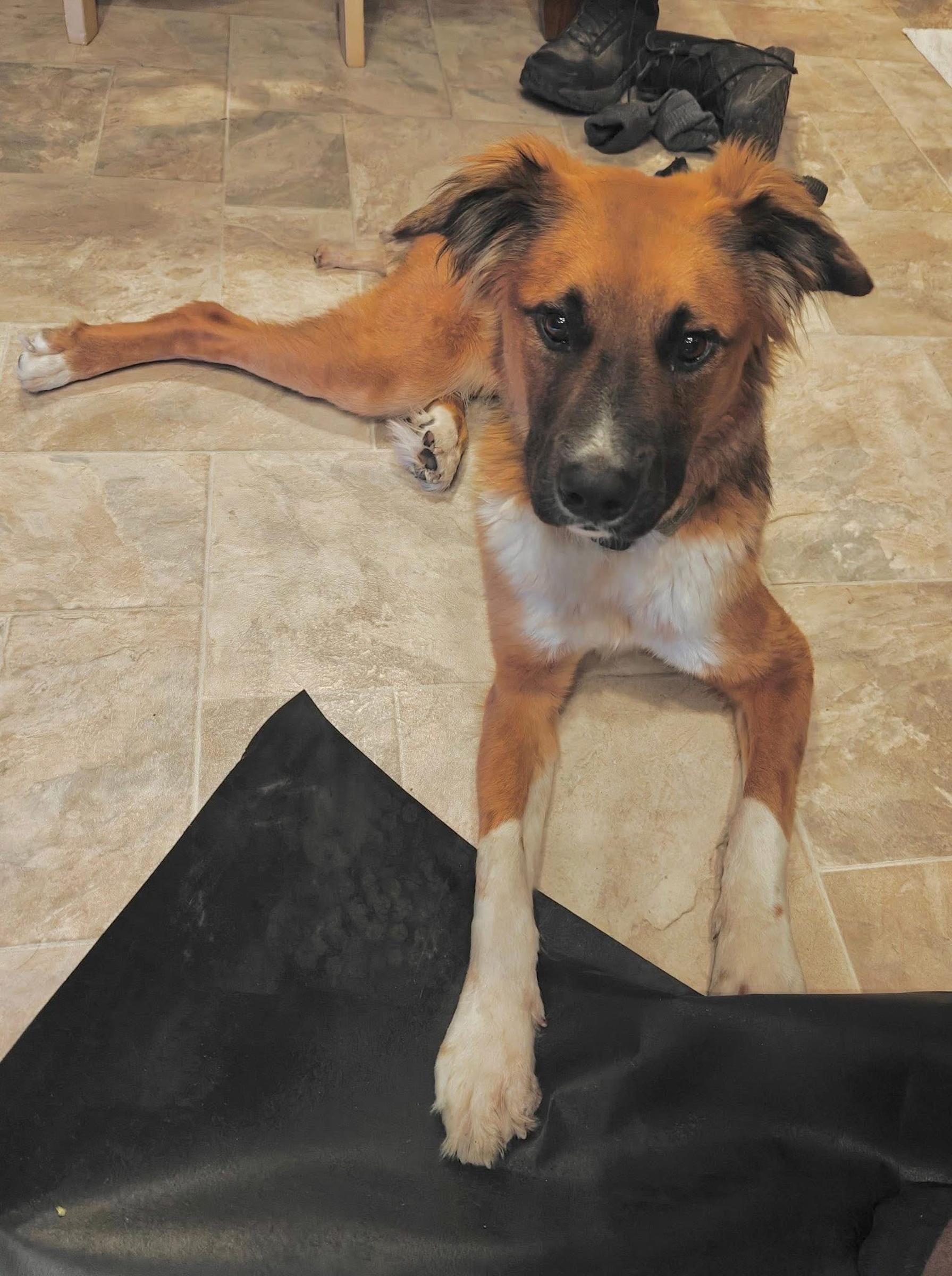 Charlie, ADOPTABLE, Young Male Australian Shepherd.