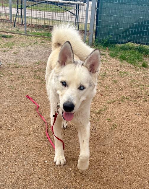 Bear (Lucky), Adoptable, Young Male Siberian Husky.