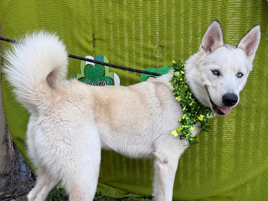 Bear (Lucky), Adoptable, Young Male Siberian Husky.