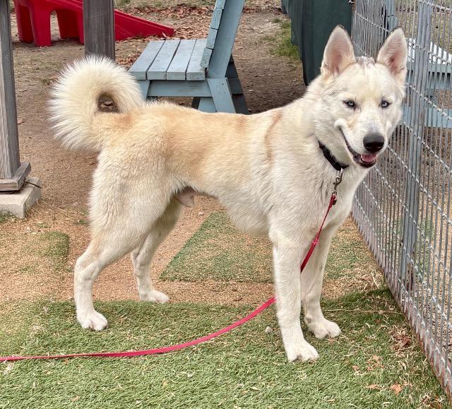 Enlarge Bear (Lucky), a Adoptable Siberian Husky in New Braunfels, TX image 3/6