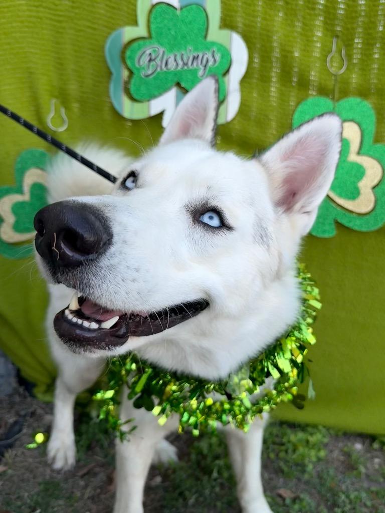 Enlarge Bear (Lucky), a Adoptable Siberian Husky in New Braunfels, TX image 4/6