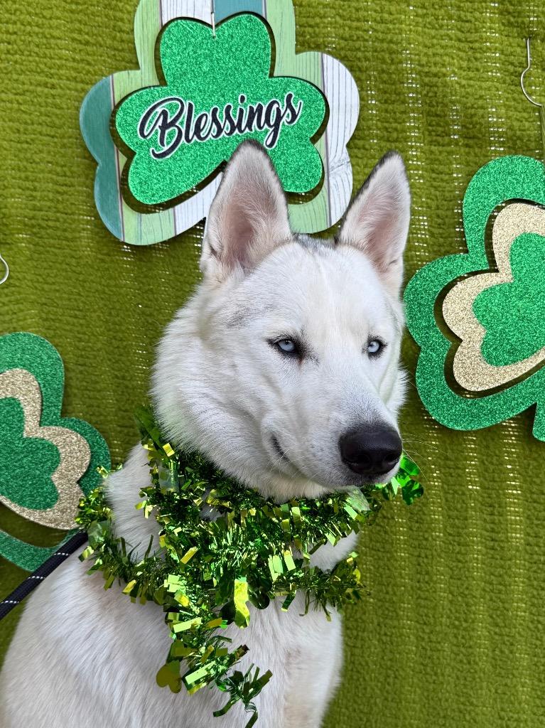 Enlarge Bear (Lucky), a Adoptable Siberian Husky in New Braunfels, TX image 4/6