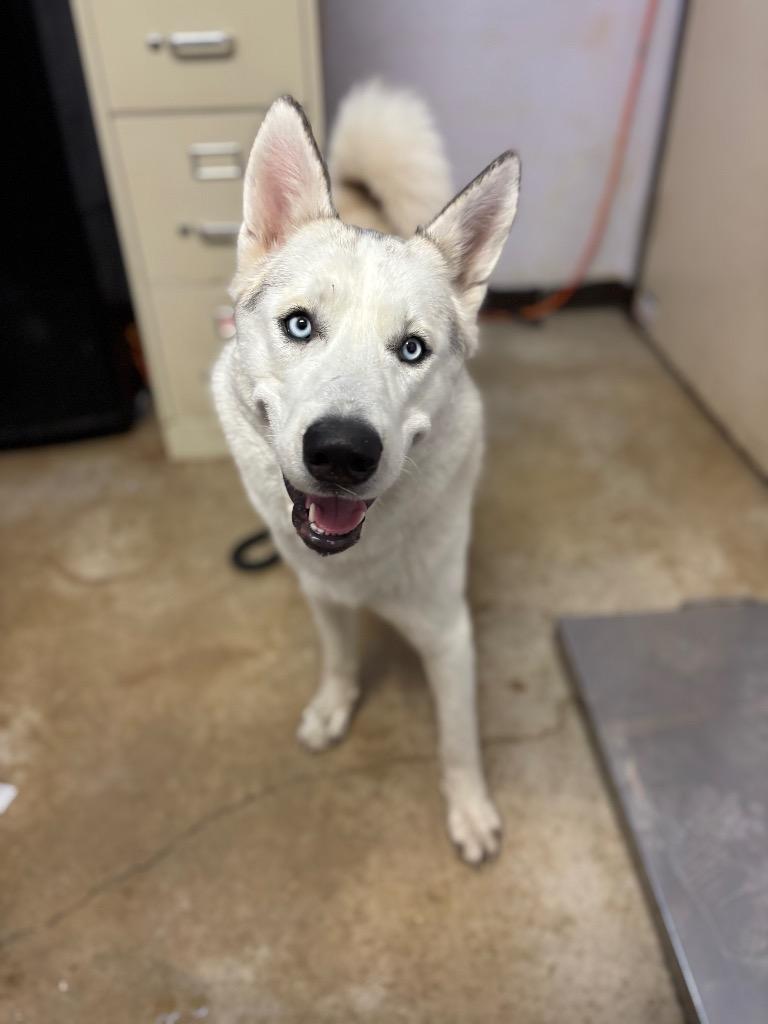 Enlarge Bear (Lucky), a Adoptable Siberian Husky in New Braunfels, TX image 6/6