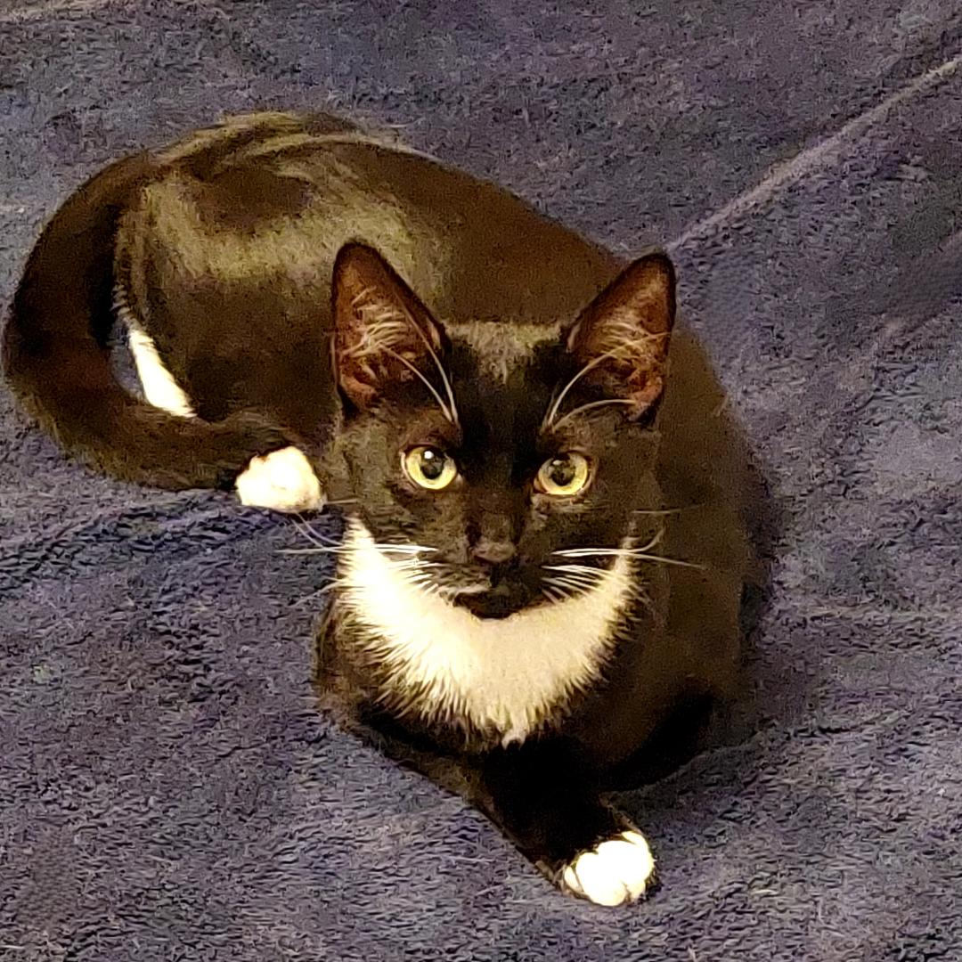 Enlarge Lucille, a Adoptable mixed breed in Morgan Hill, CA image 5/6