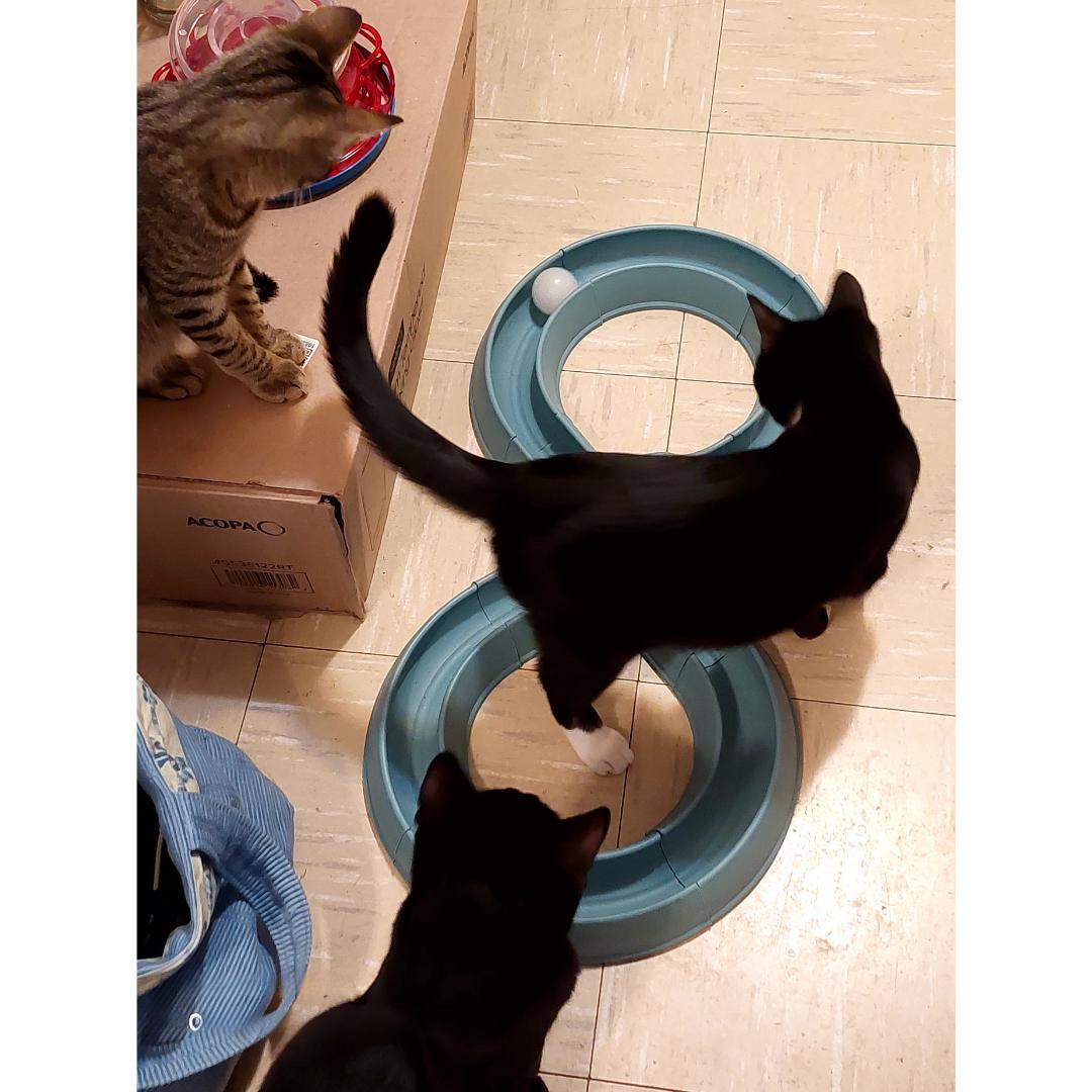 Enlarge Lucille, a Adoptable mixed breed in Morgan Hill, CA image 4/6