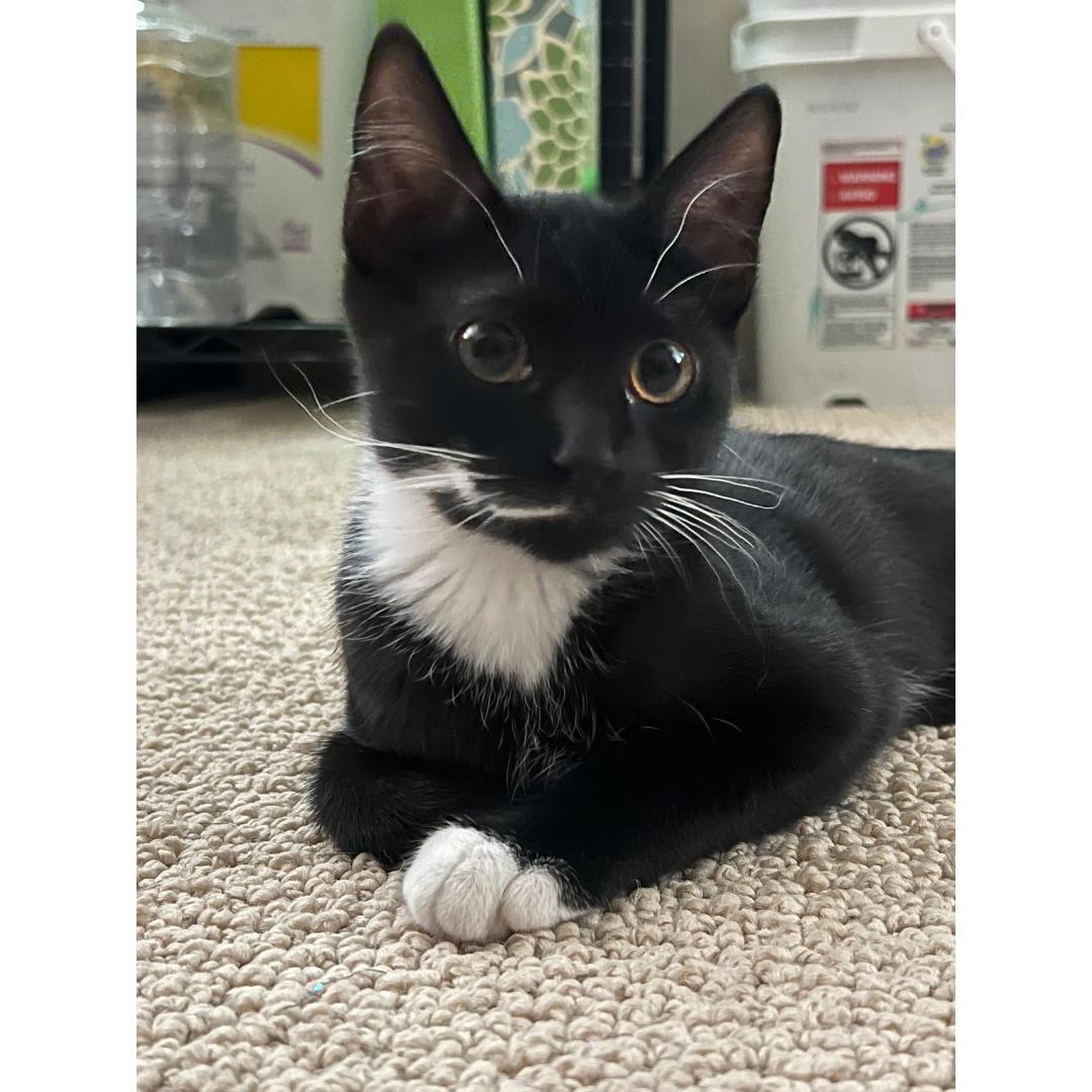 Lucille