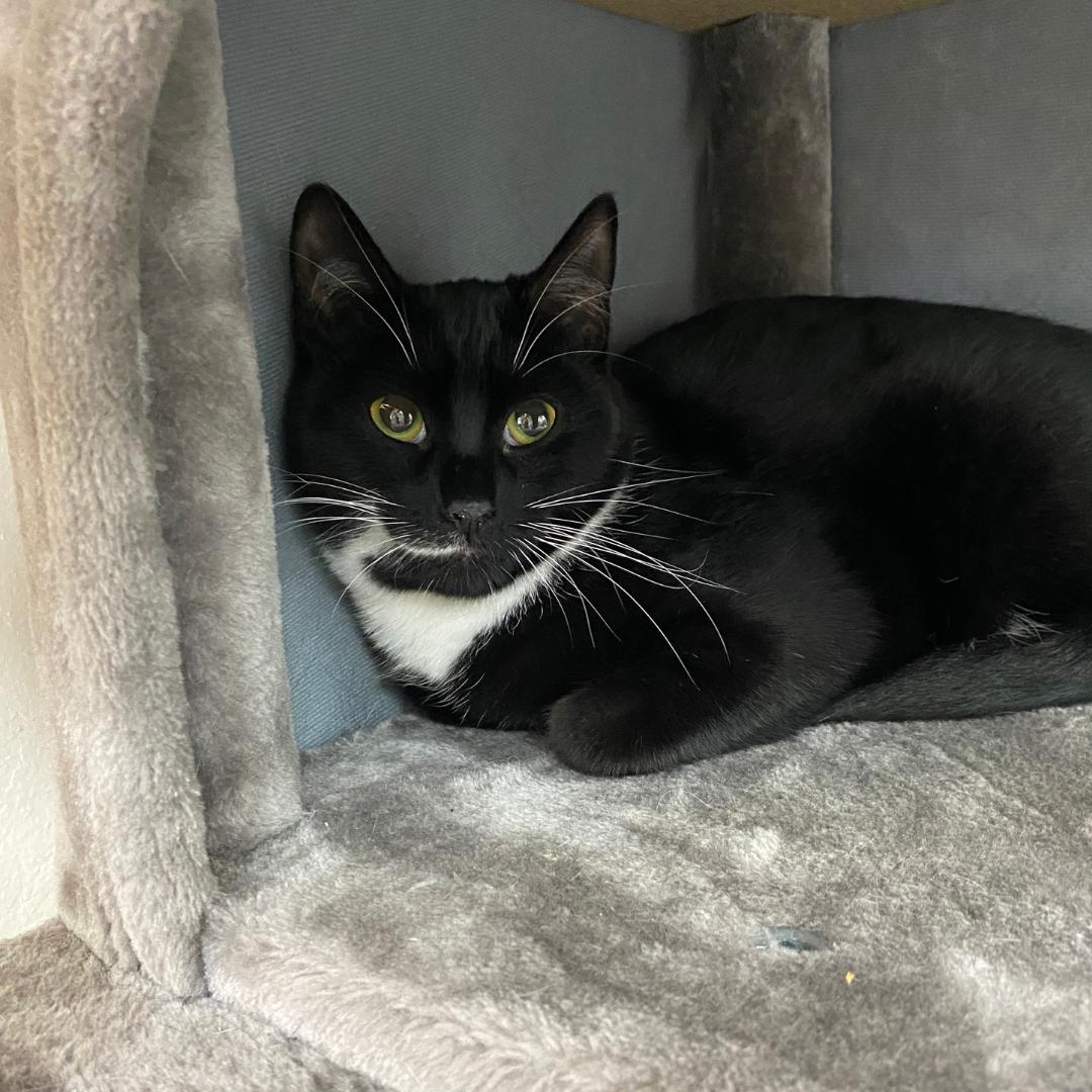 Enlarge Lucille, a Adoptable mixed breed in Morgan Hill, CA image 6/6