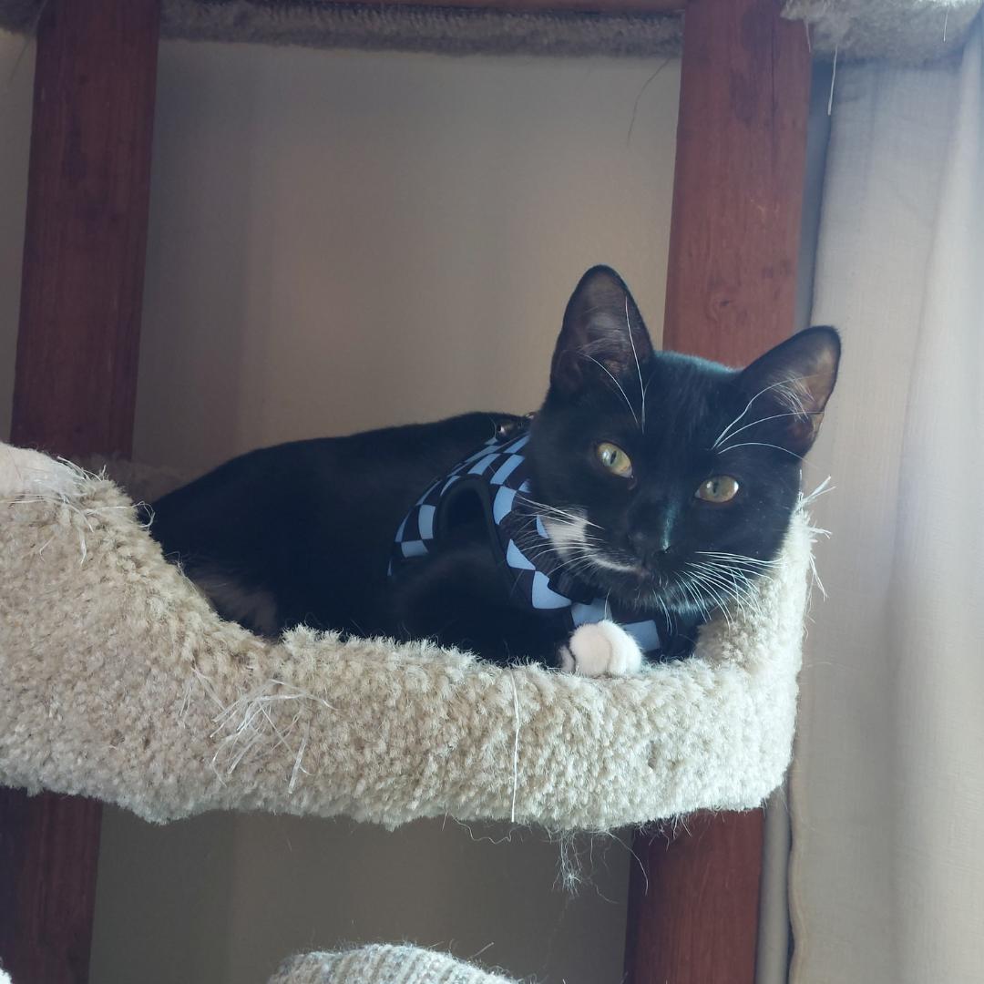 Enlarge Lucille, a Adoptable mixed breed in Morgan Hill, CA image 2/6