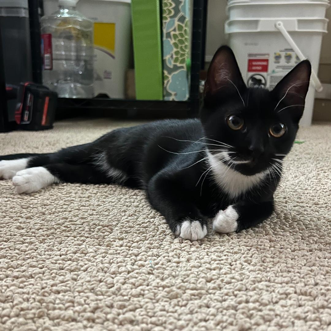 Lucille