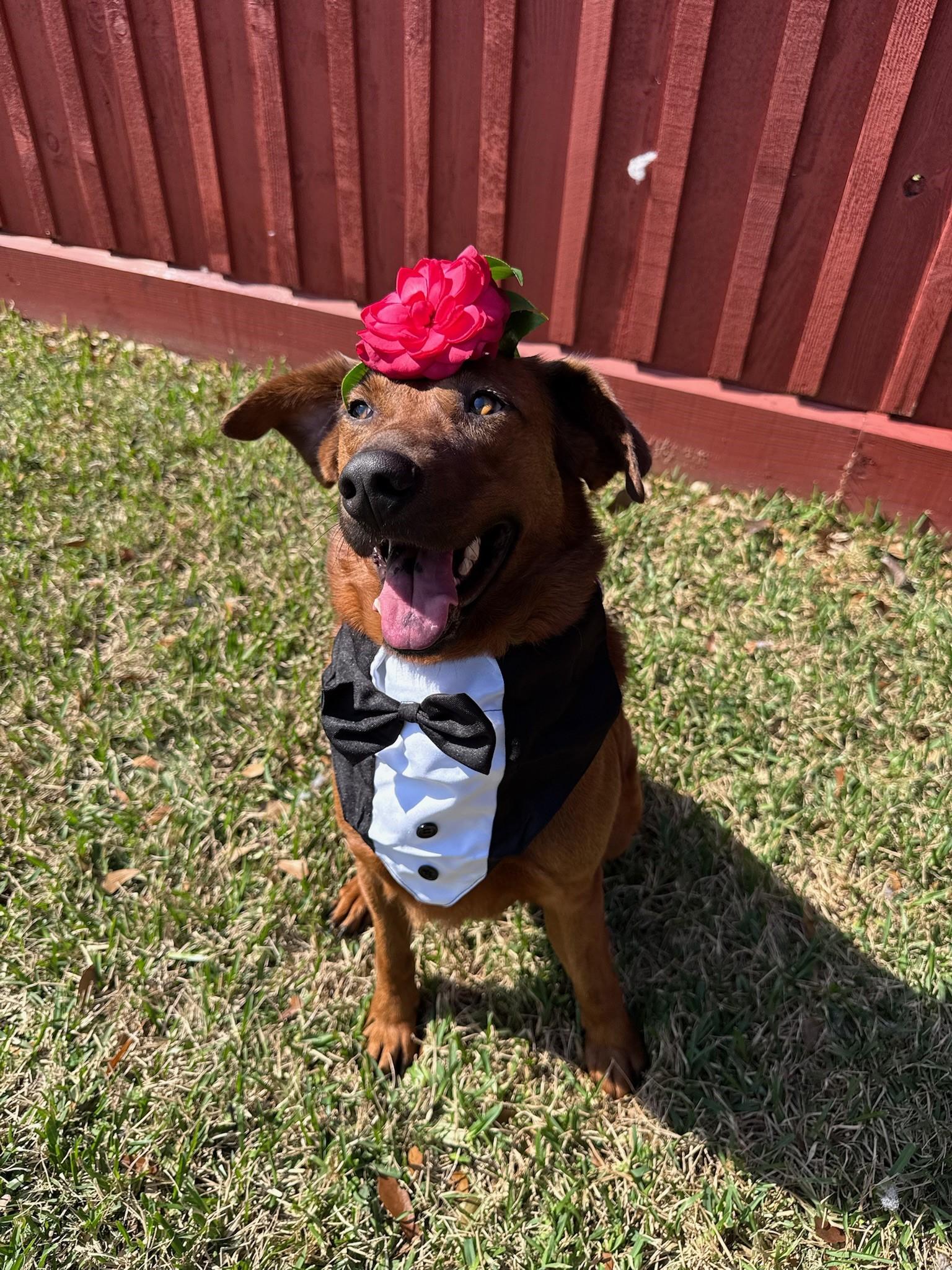 Mars, adopted, Adult Male Labrador Retriever.