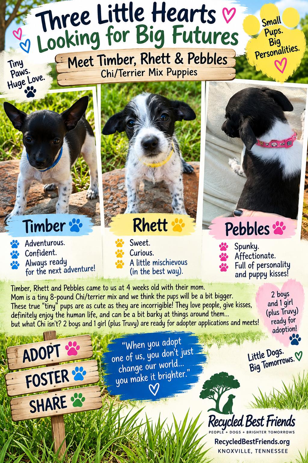Enlarge Timber, a Adoptable mixed breed in Knoxville, TN image 2/3
