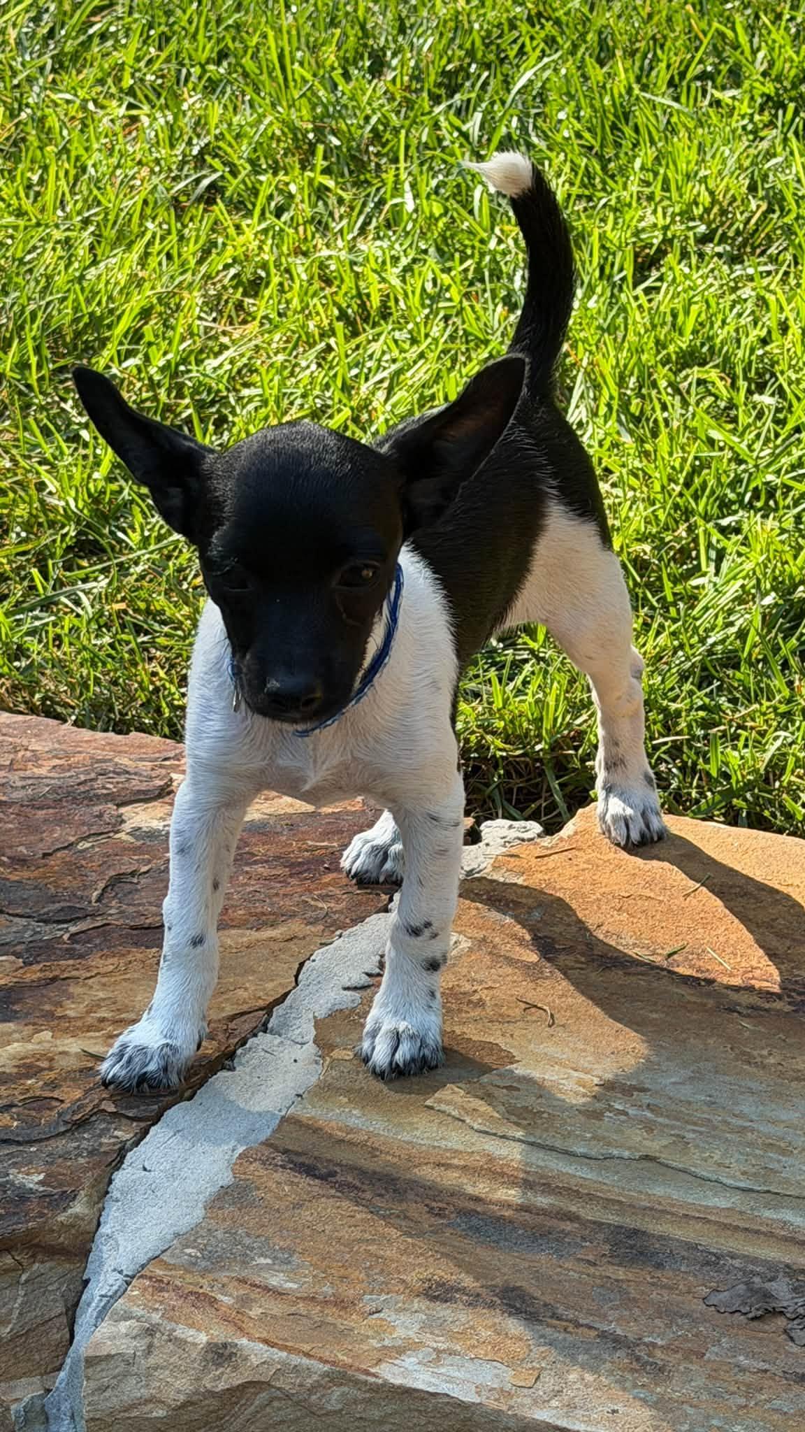 Timber, Adoptable, Puppy Male Chihuahua & Terrier.