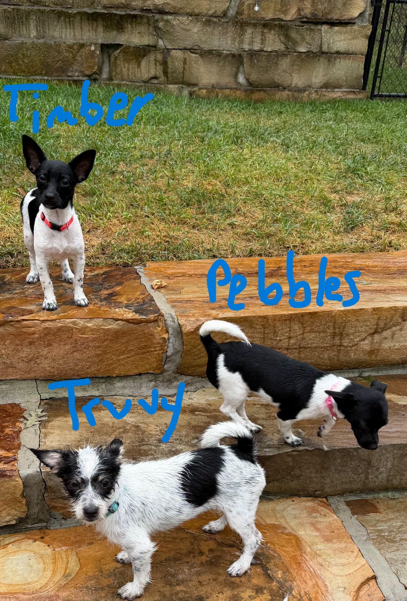 Enlarge Timber, a Adoptable mixed breed in Knoxville, TN image 3/3