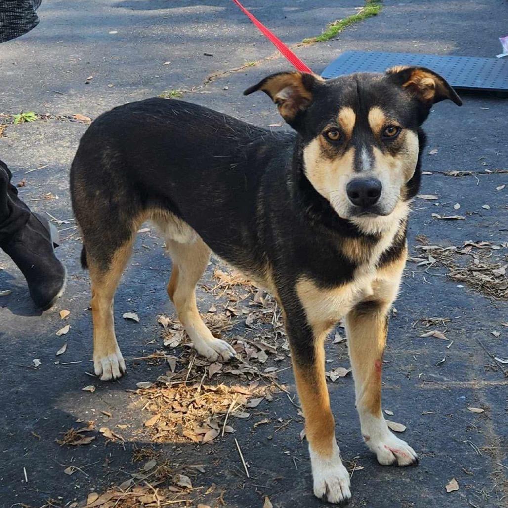 Johni, a Adoptable mixed breed in Metamora, MI image 1/6