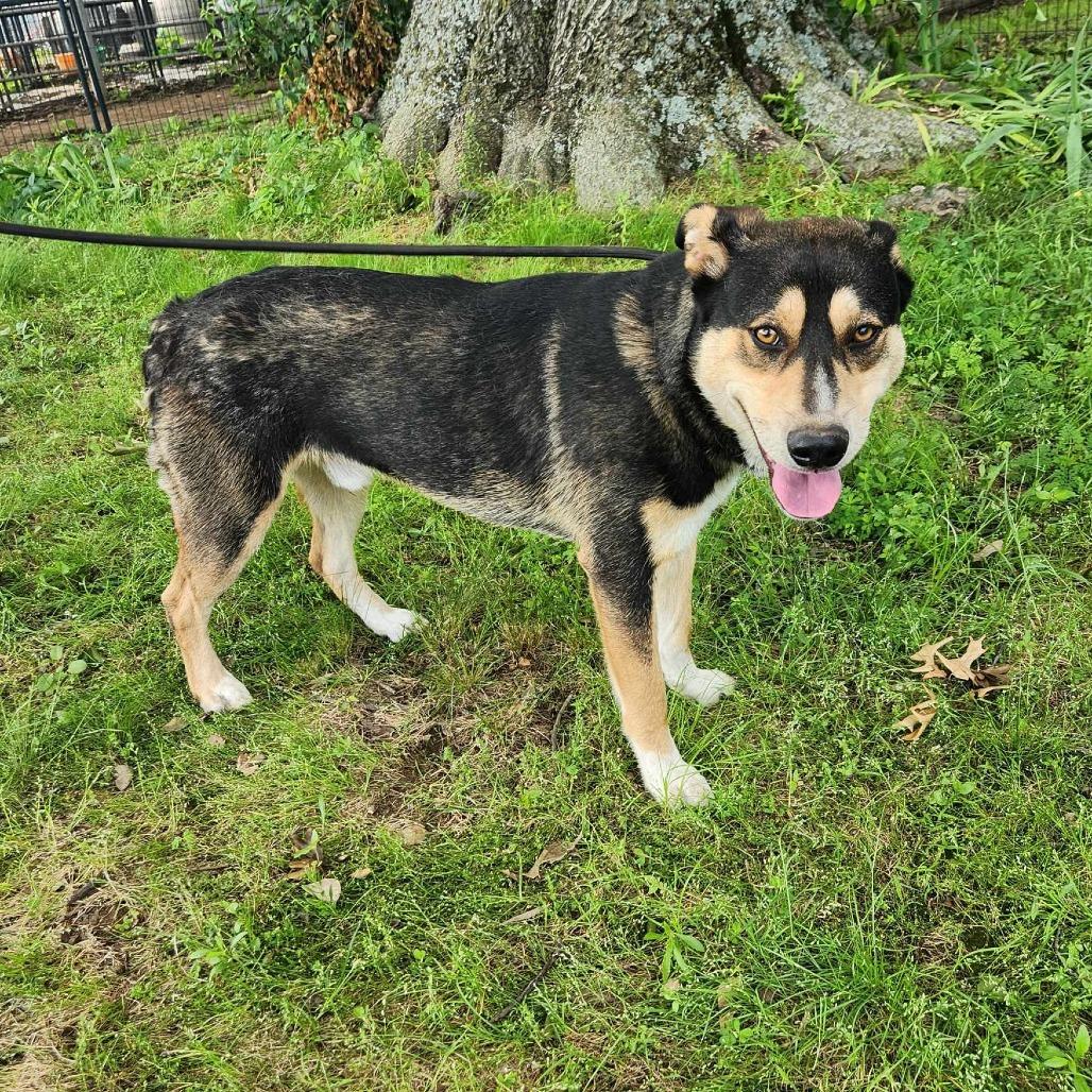 Johni, a Adoptable mixed breed in Metamora, MI image 2/6