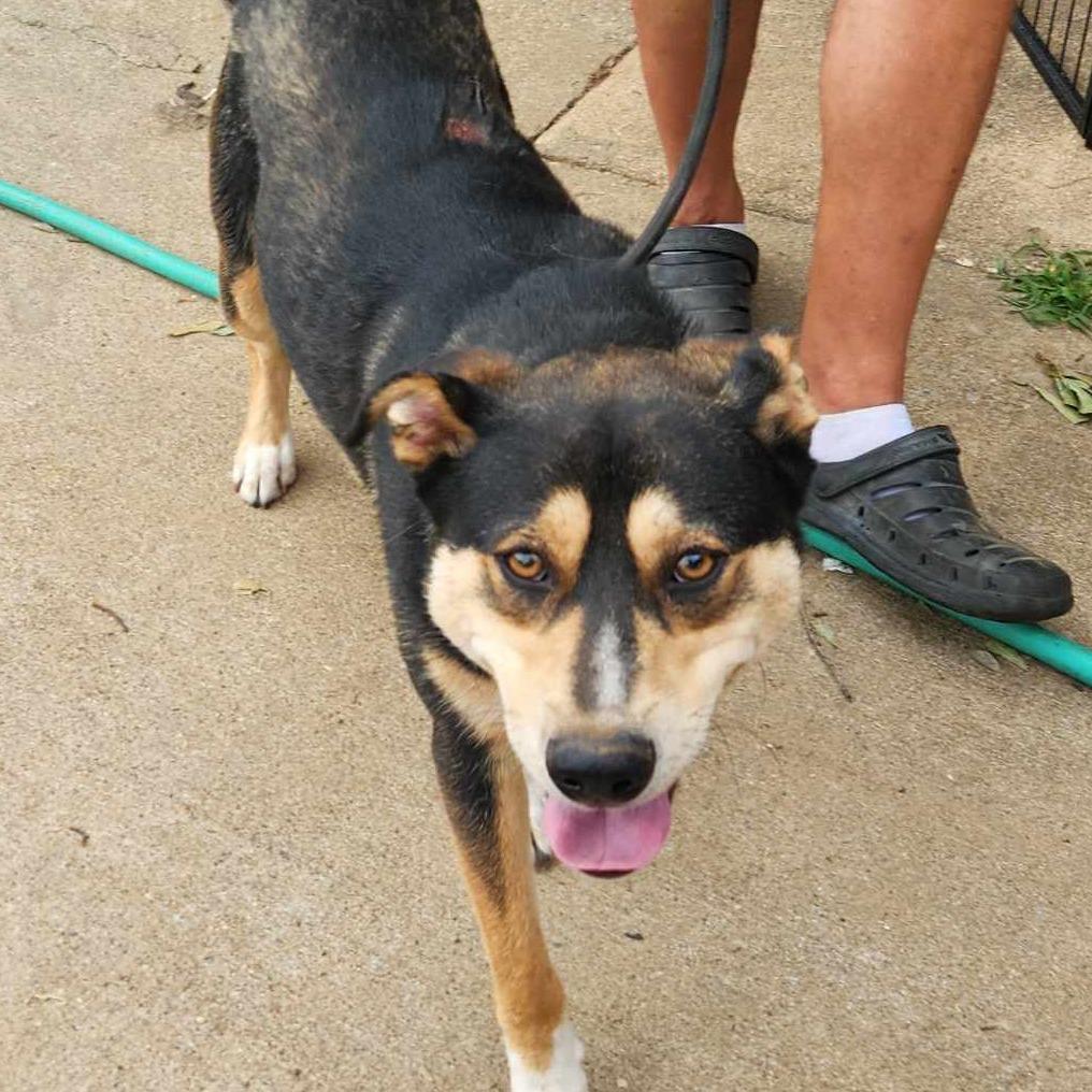 Johni, a Adoptable mixed breed in Metamora, MI image 3/6