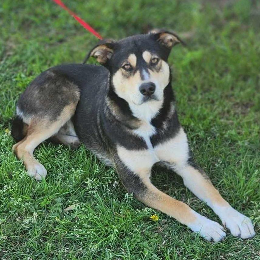 Johni, a Adoptable mixed breed in Metamora, MI image 4/6