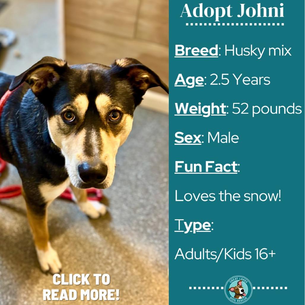 Johni, a Adoptable mixed breed in Metamora, MI image 5/6