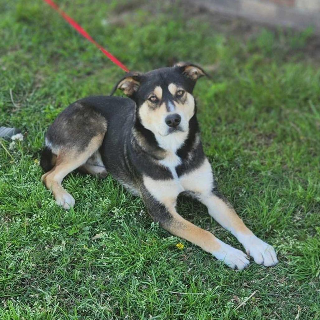 Johni, a Adoptable mixed breed in Metamora, MI image 6/6