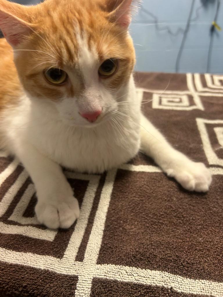 Pixie, Adoptable, Adult Male Domestic Short Hair.