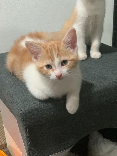 Enlarge Pixie, a Adoptable mixed breed in Detroit, MI image 2/3