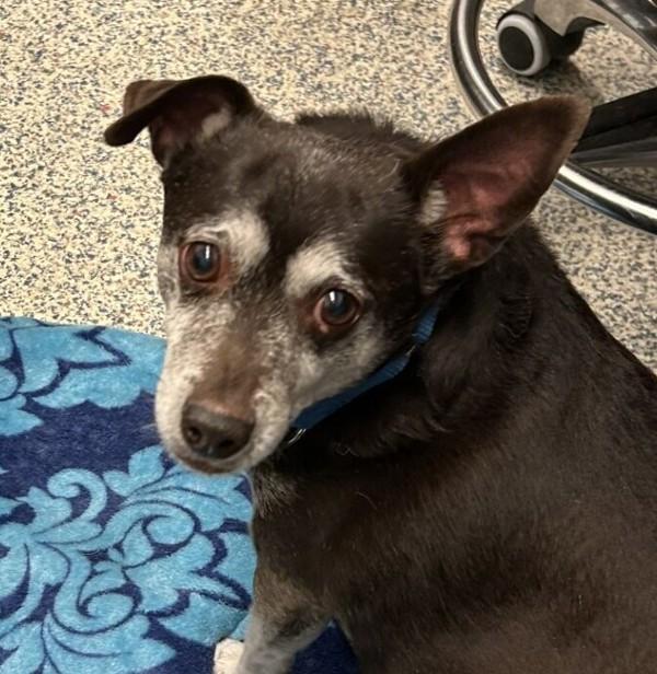 Canelo, a Adoptable mixed breed in Golden, CO image 1/2