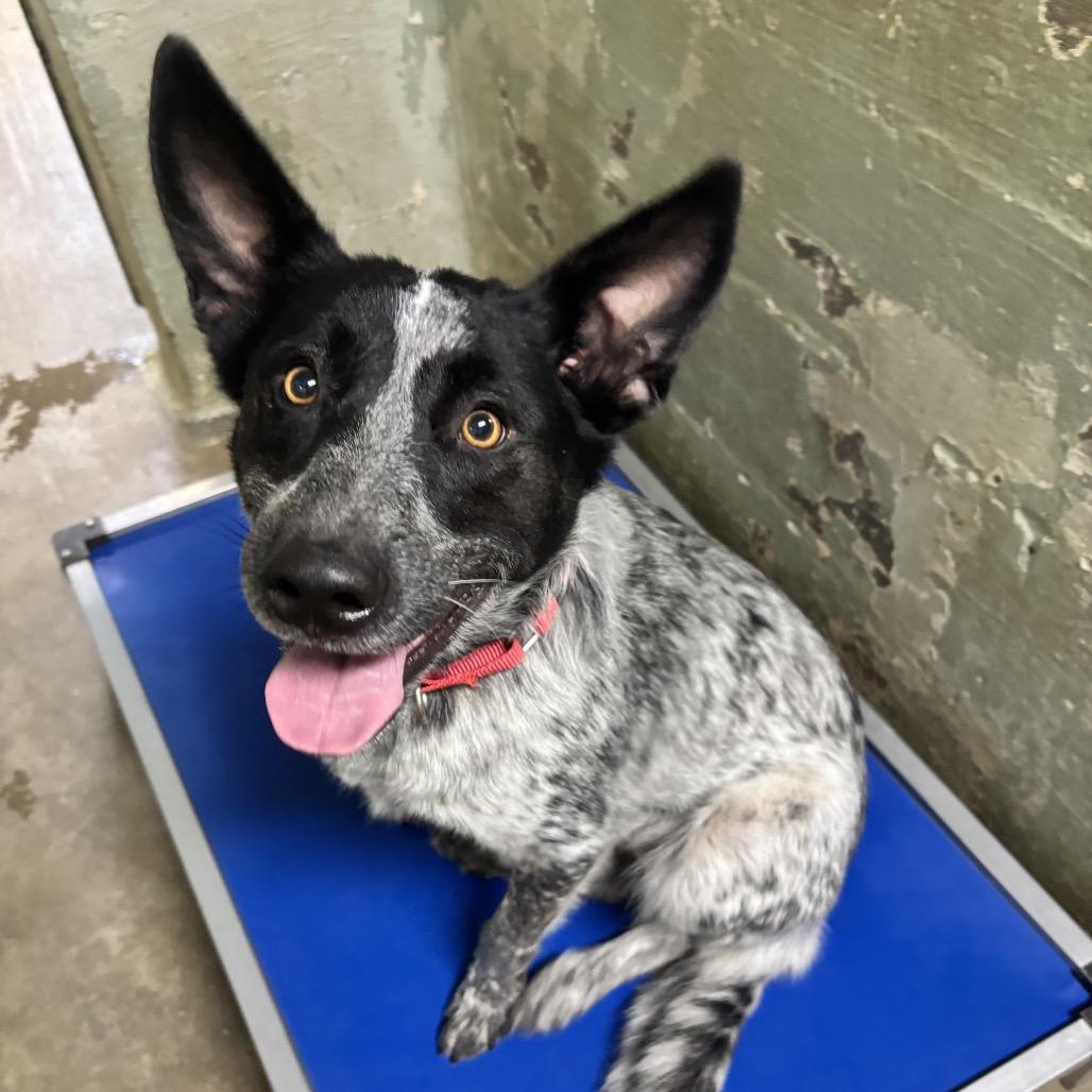 Ruby, Adoptable, Adult Female Australian Cattle Dog / Blue Heeler & Mixed Breed.