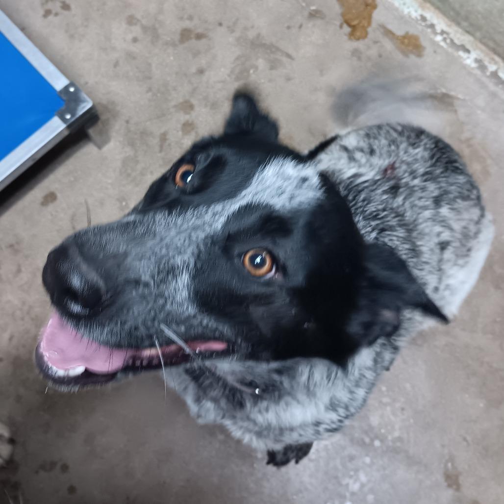 Enlarge Ruby, a Adoptable mixed breed in Eureka Springs, AR image 2/2