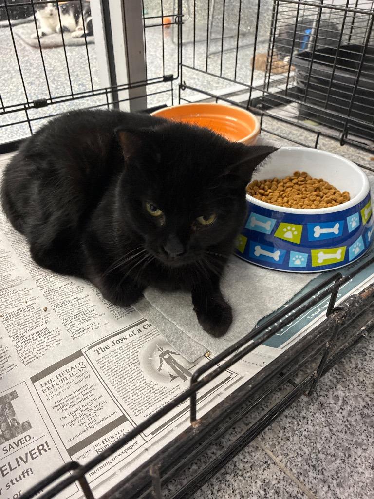 Billie, Adoptable, Young Female Domestic Short Hair.