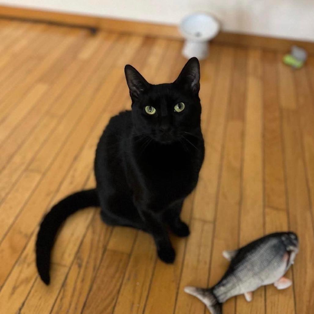 Panther, Adoptable, Adult Male Domestic Short Hair.