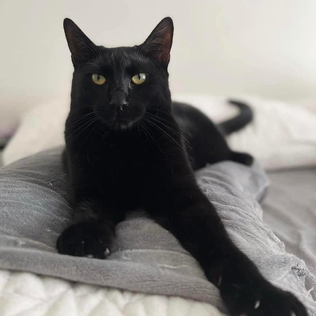 Panther, Adoptable, Adult Male Domestic Short Hair.