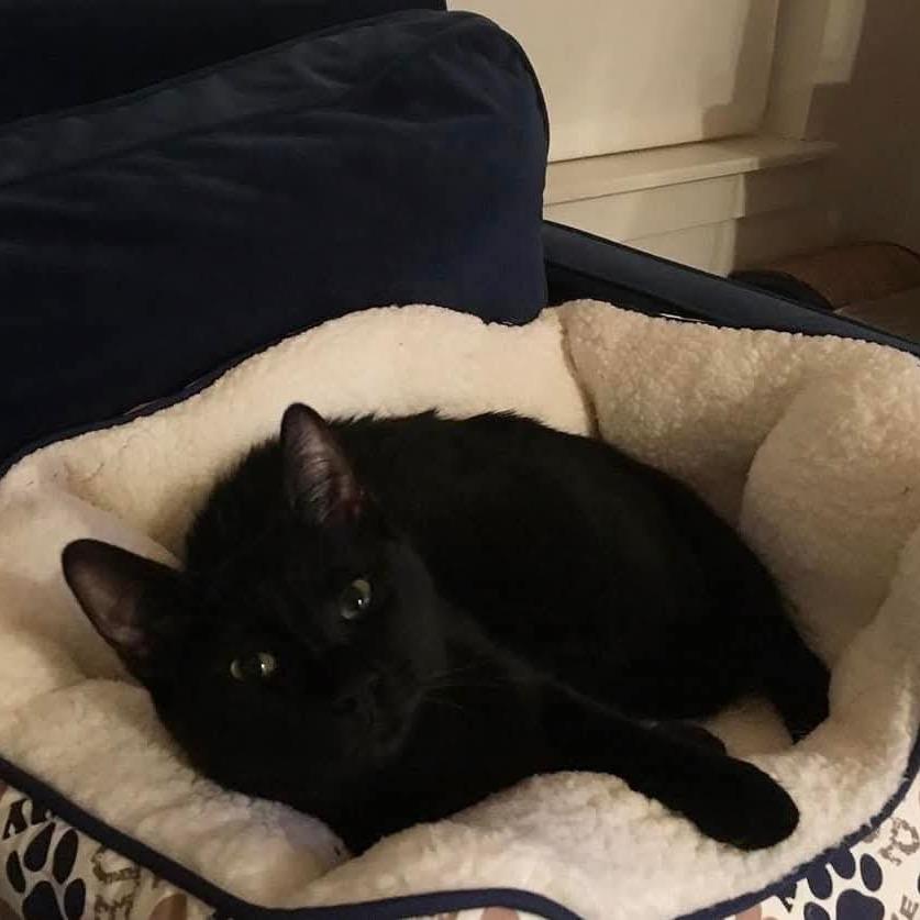 Panther, a Adoptable Domestic Short Hair in Port Townsend, WA image 3/4